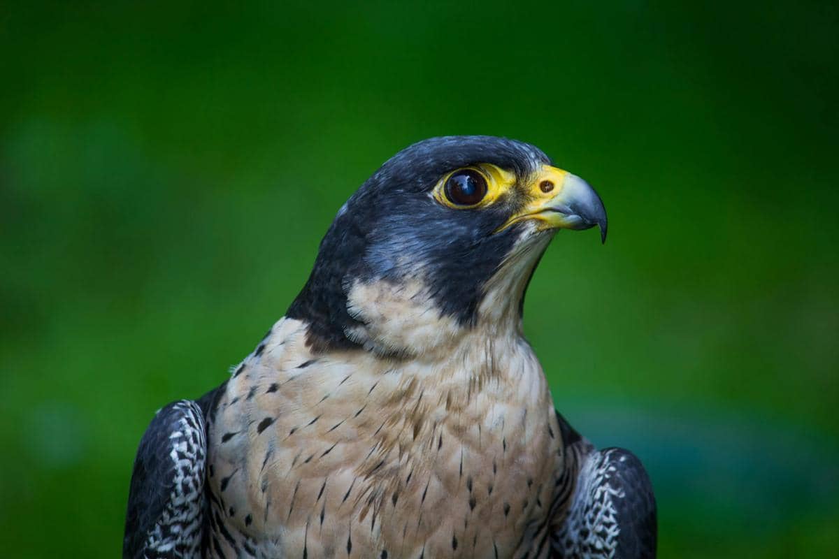 Potret falcon peregrine