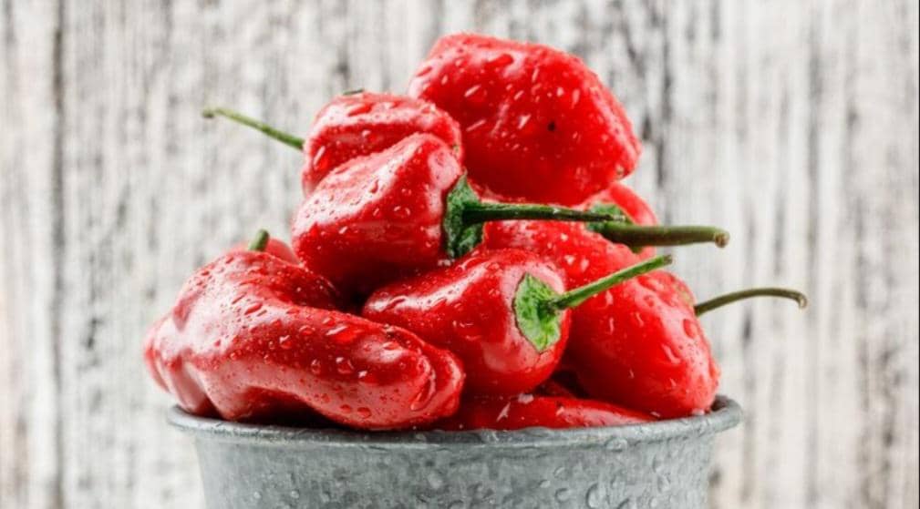 ilustrasi cabai beku