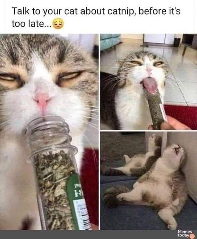 meme kucing tentang catnip