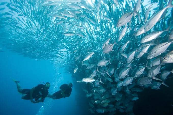 potret pemandangan bawah laut Sail Rock