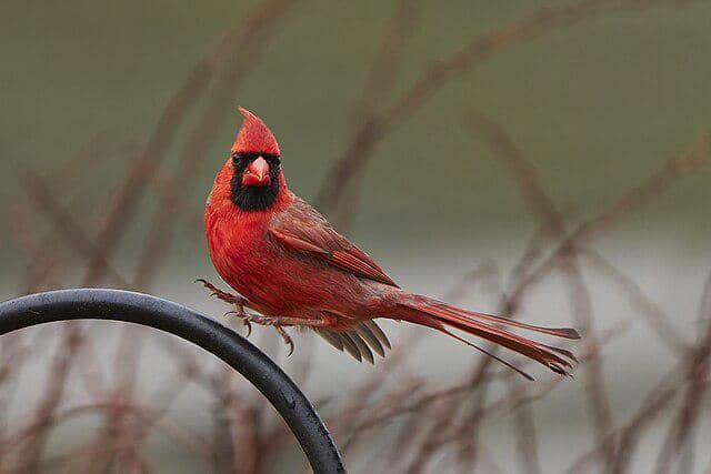 potret burung northern cardinal
