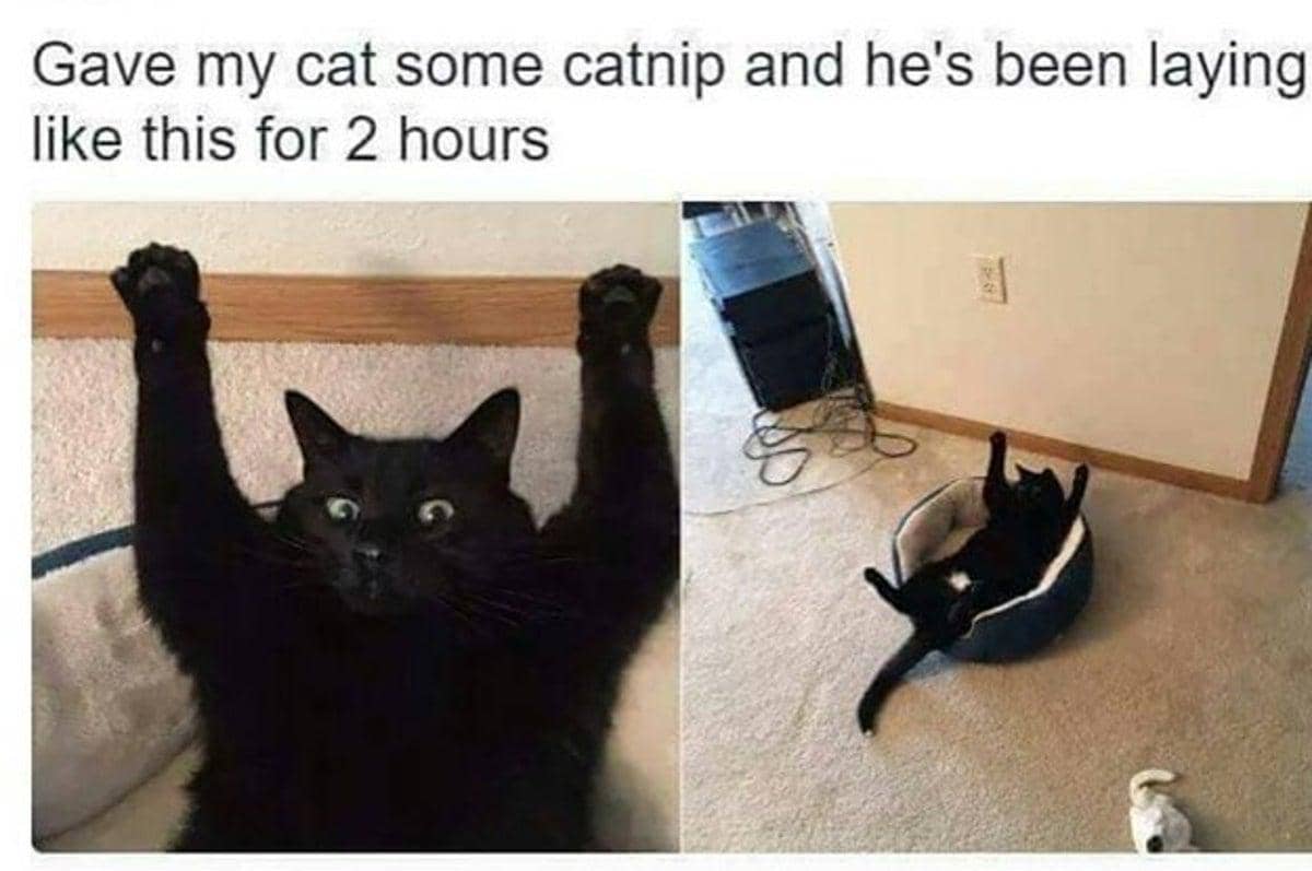 meme kucing tentang catnip