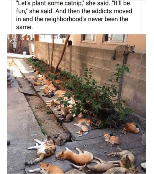 meme kucing tentang catnip