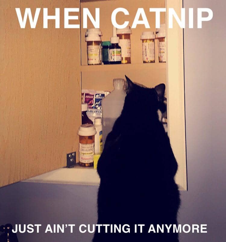 meme kucing tentang catnip