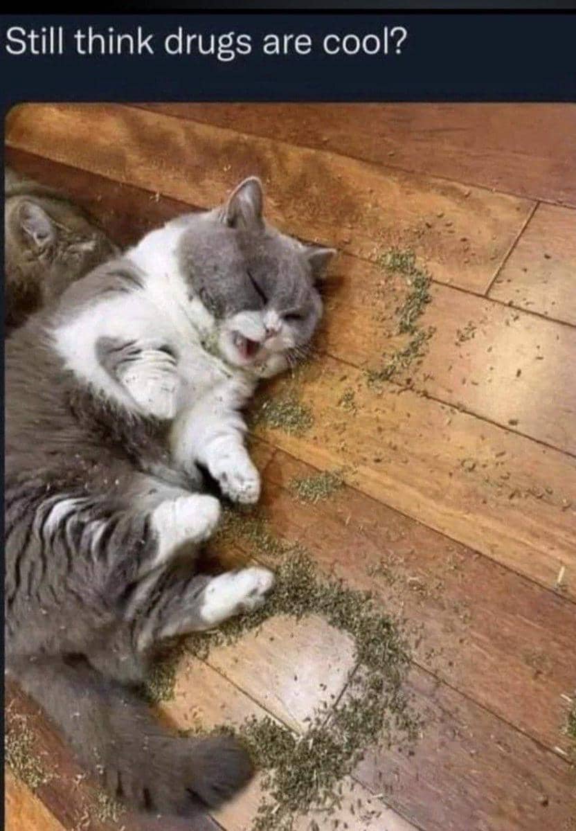 meme kucing tentang catnip