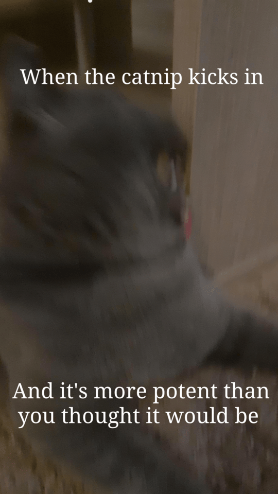 meme kucing tentang catnip