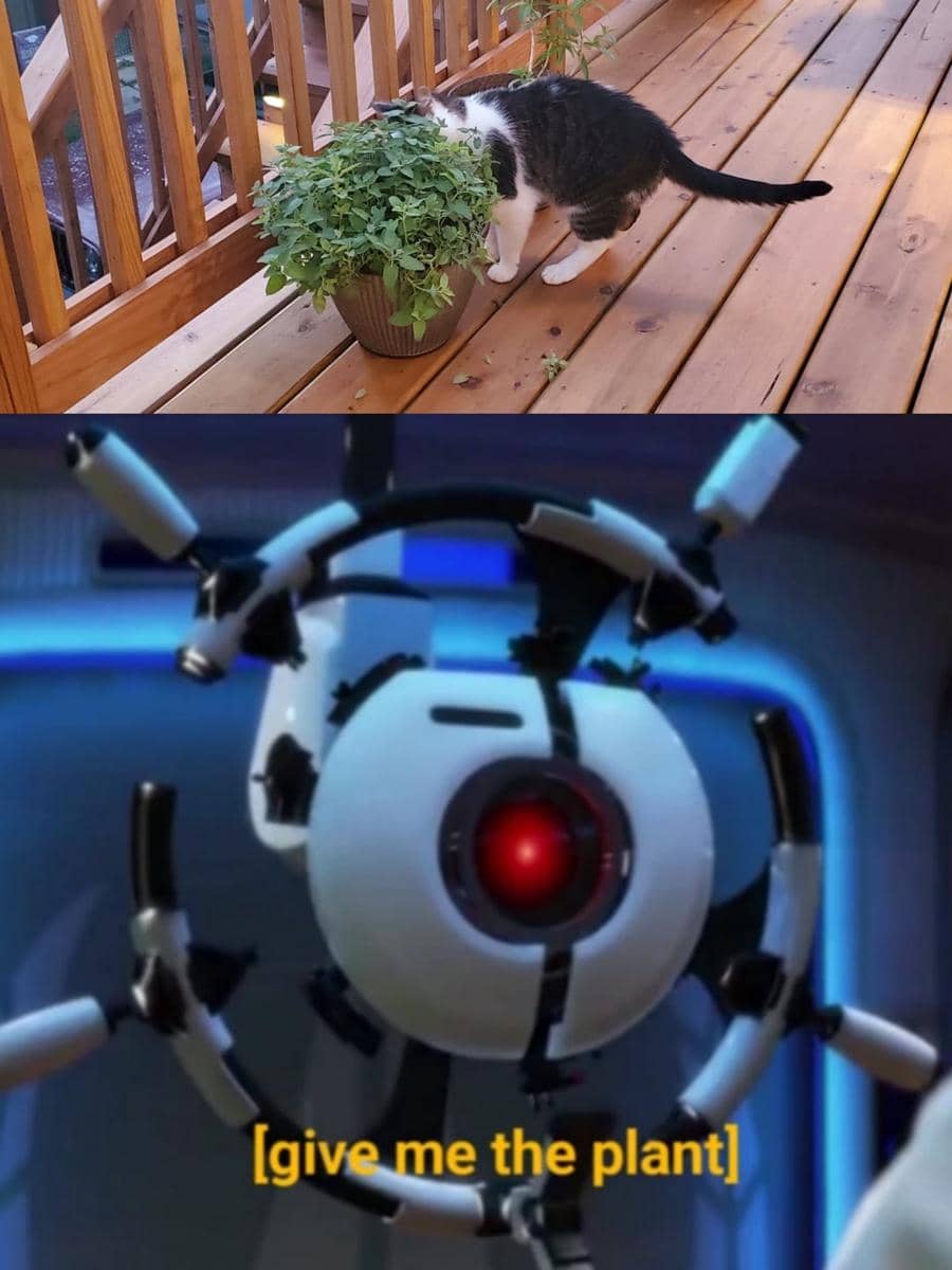 meme kucing tentang catnip