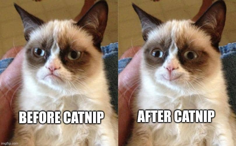 meme kucing tentang catnip
