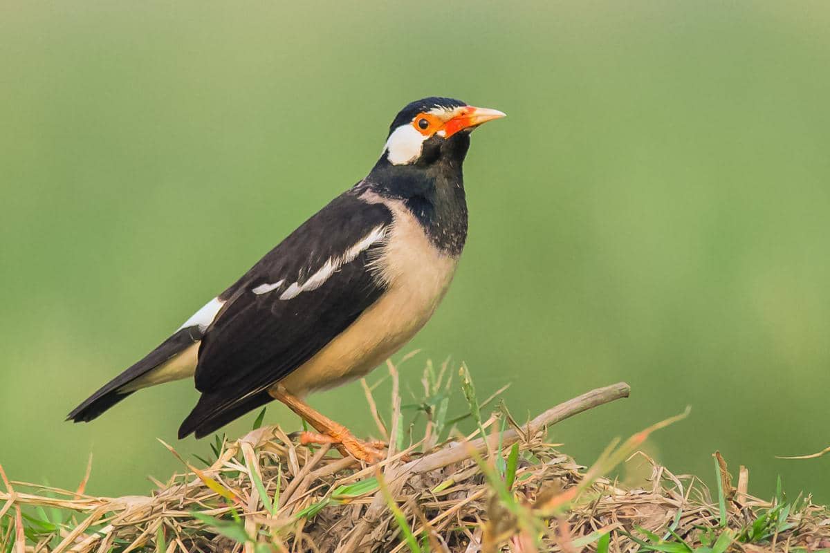 potret burung jalak suren india (Gracupica contra), burung kicau yang terkenal dengan suara merdunya