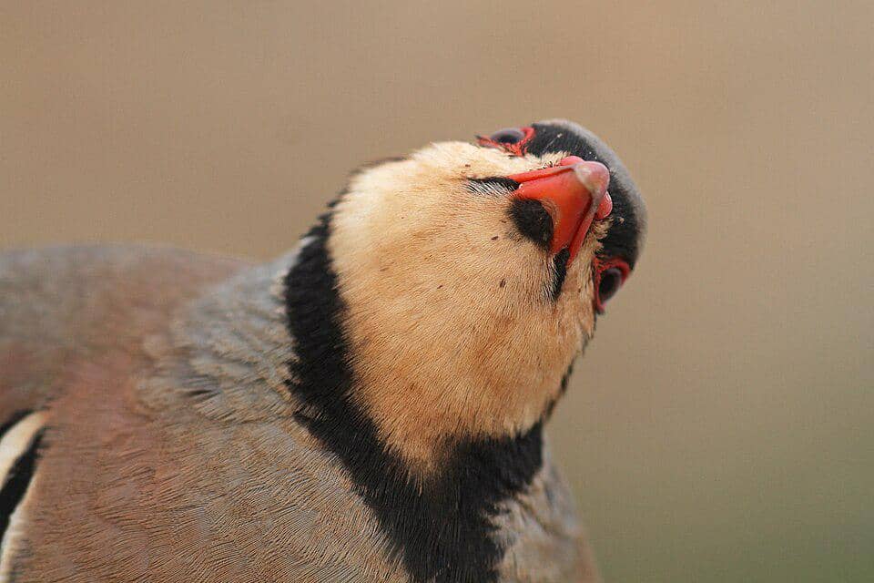 chukar menelengkan kepala 