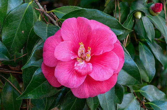 Bunga Camellia
