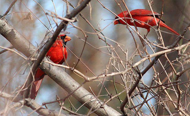 potret burung northern cardinal