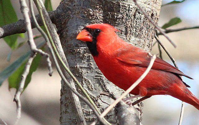 potret burung northern cardinal