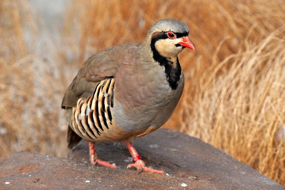 tampak dekat chukar