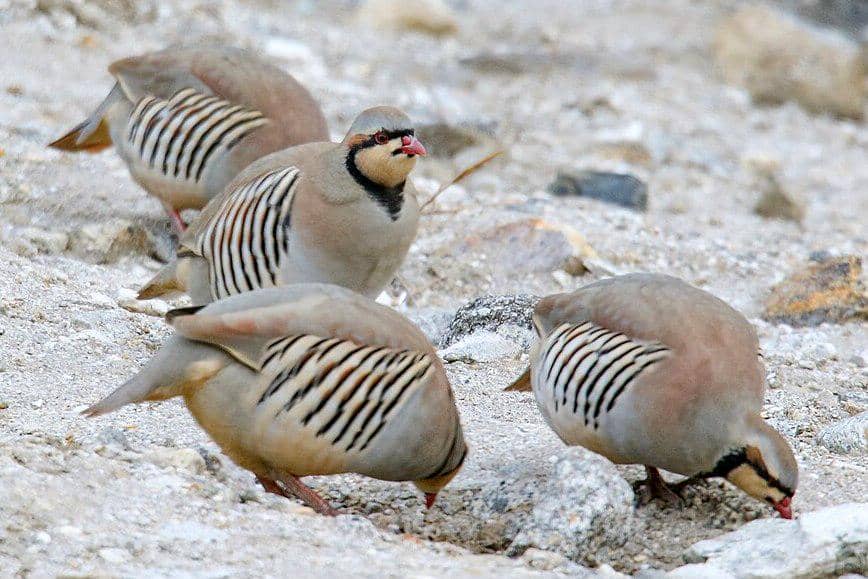 sekelompok chukar mencari makan