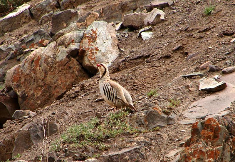 chukar di habitat aslinya