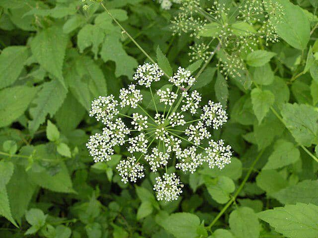 potret cicuta maculata