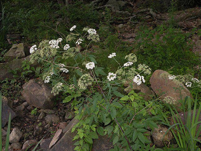 potret cicuta maculata