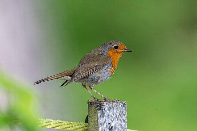 potret burung european robin