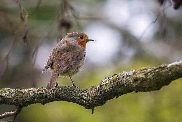 potret burung european robin