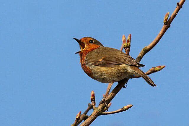 potret burung european robin