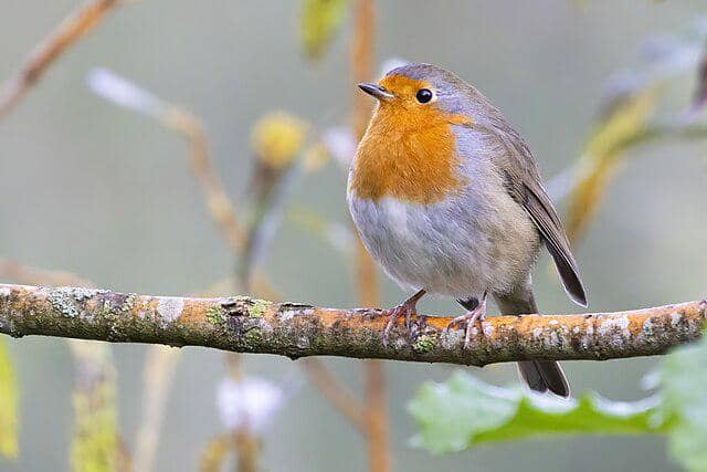 potret burung european robin