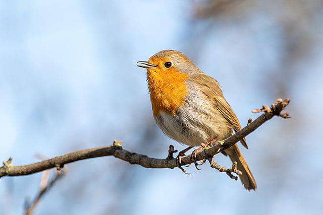 potret burung european robin