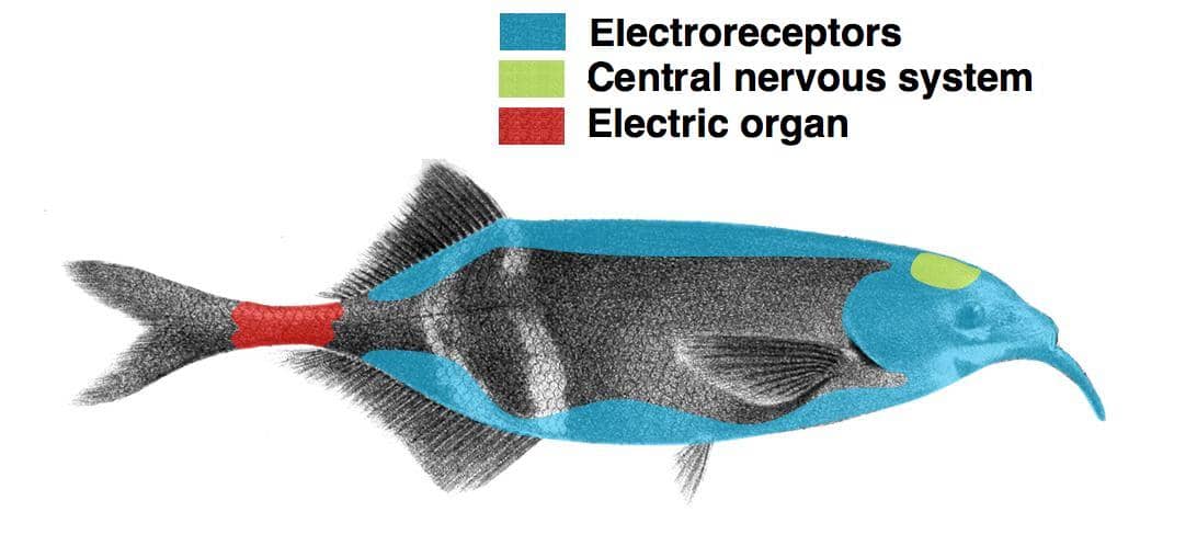 letak organ listrik dan sensor listrik pada ikan hidung gajah 