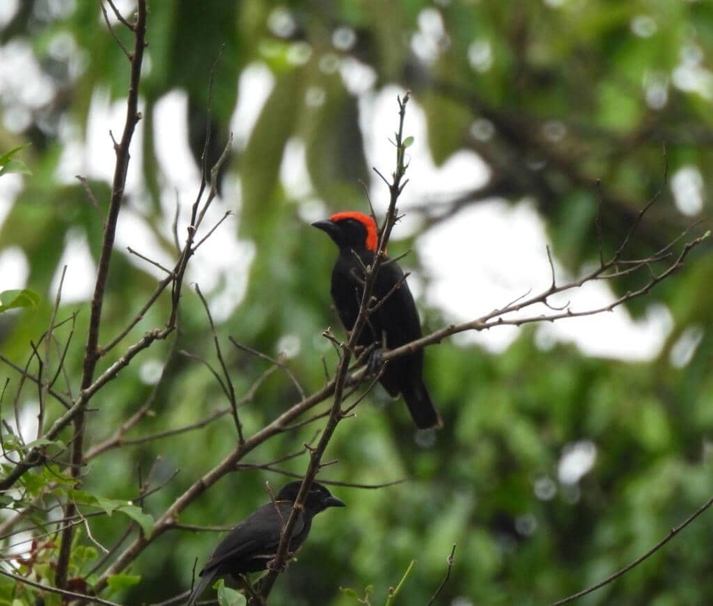 Malimbus rubricollis