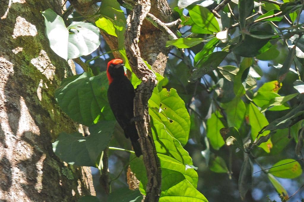 Malimbus rubricollis