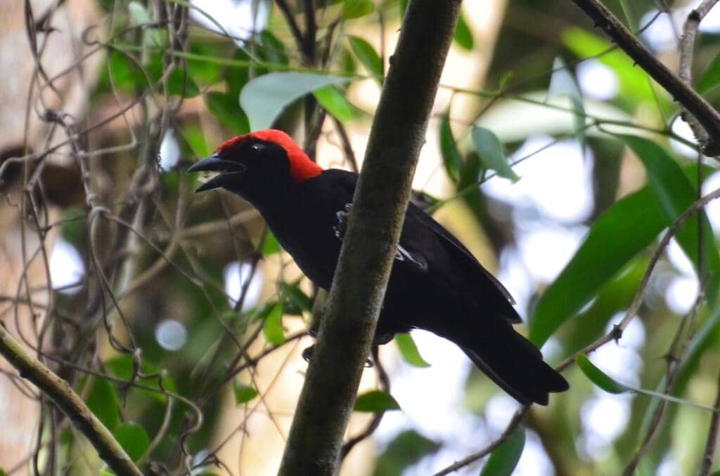 Malimbus rubricollis