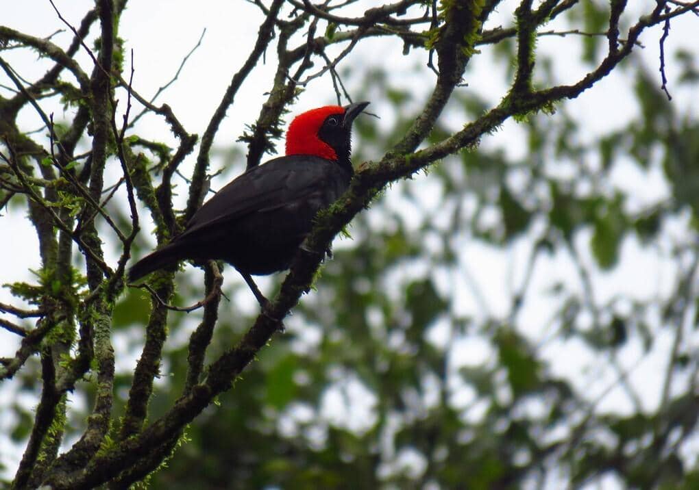 Malimbus rubricollis