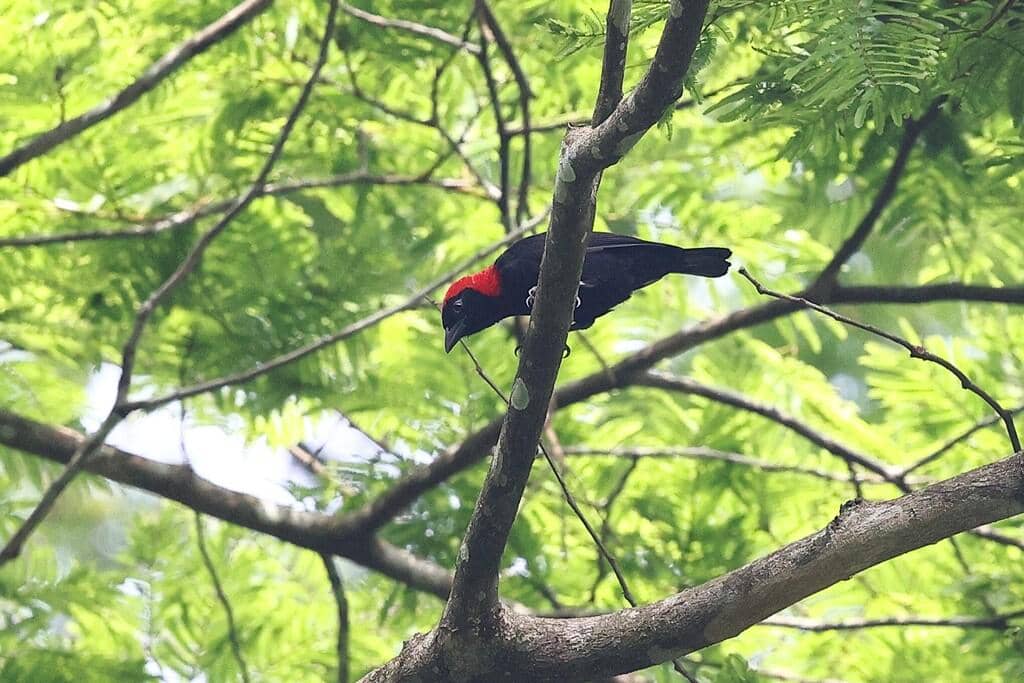 Malimbus rubricollis