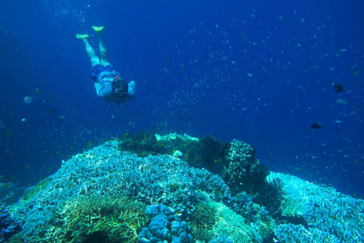 snorkeling di Pulau Menjangan 