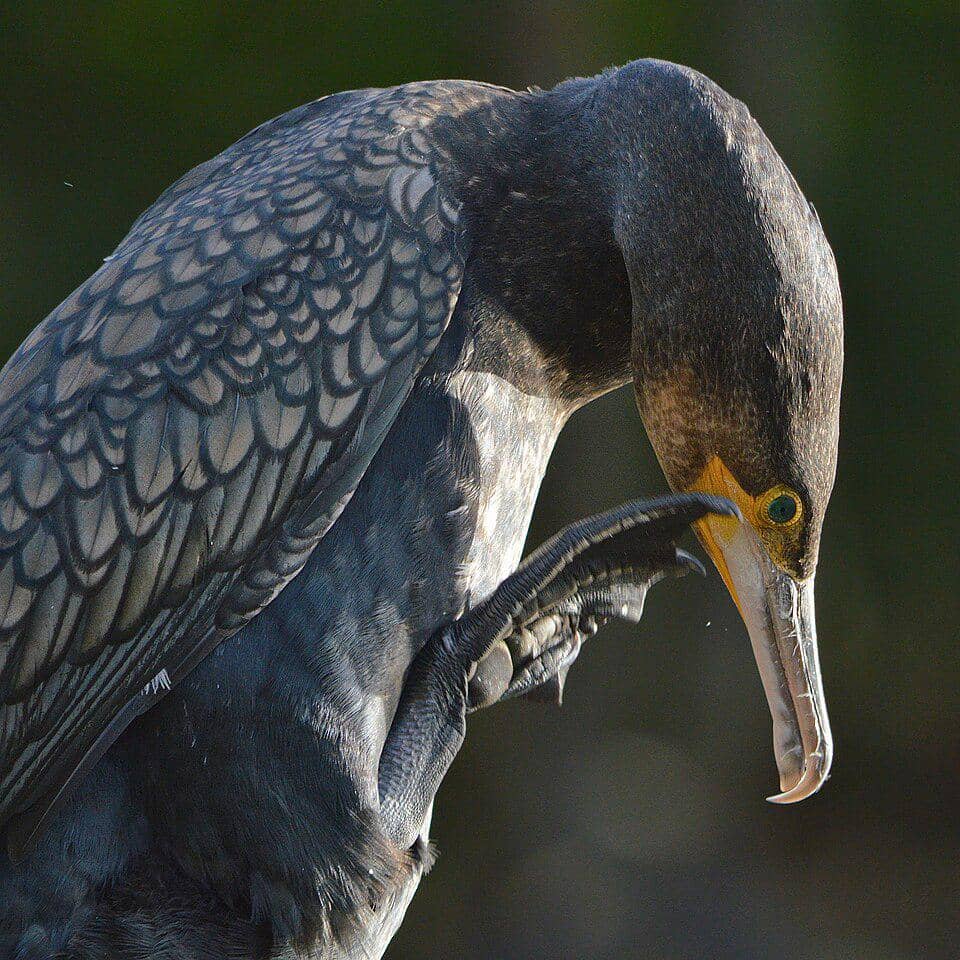 pecuk padi besar memperlihatkan kaki berselaputnya
