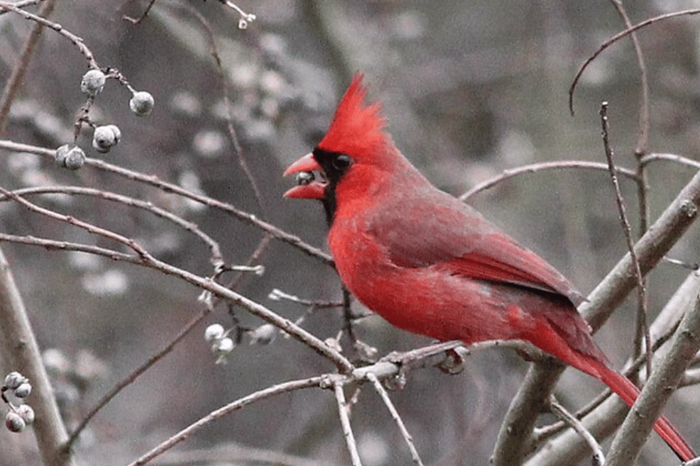 potret burung northern cardinal