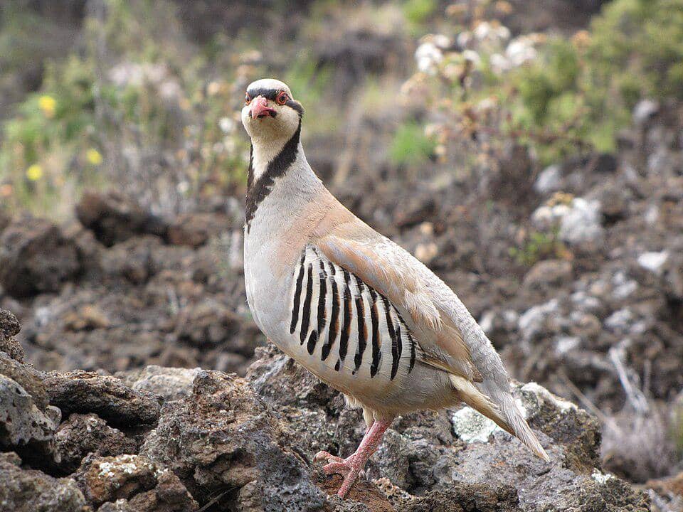 chukar yang ada di Hawaii