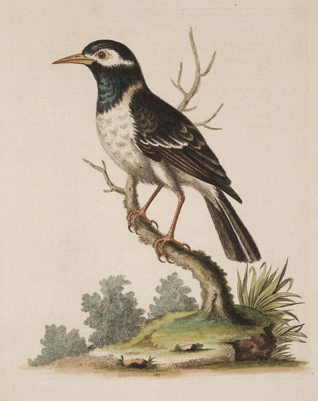 ilustrasi awal jalak suren india (Gracupica contra) dari abad ke-18 oleh naturalist Inggris George Edwards