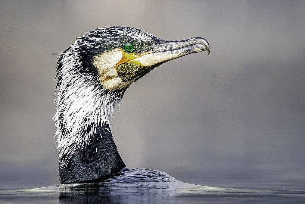 tampak dekat pecuk padi besar