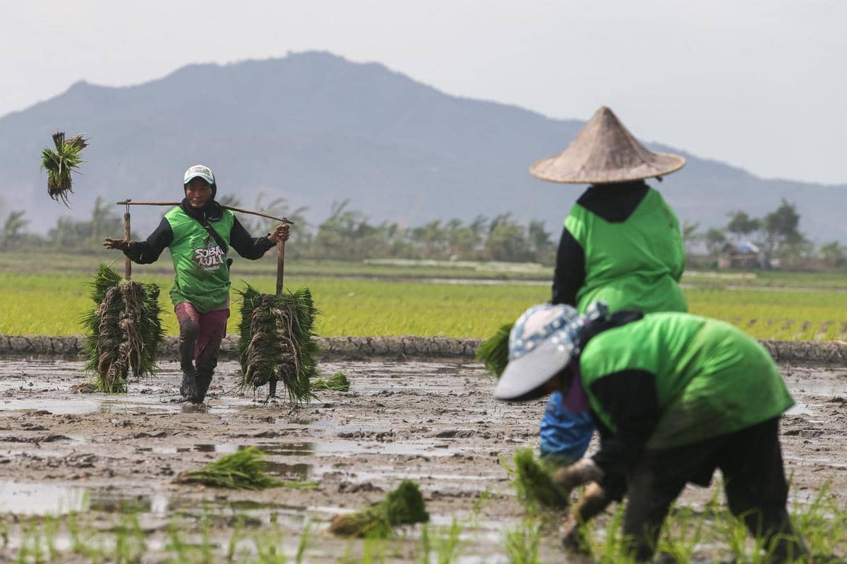 Ilustrasi petani menanam padi 