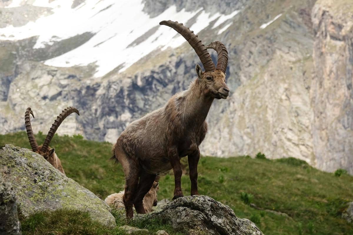 Potret kambing gunung