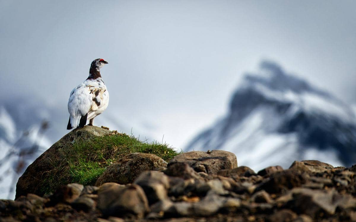 Potret ptarmigan batu