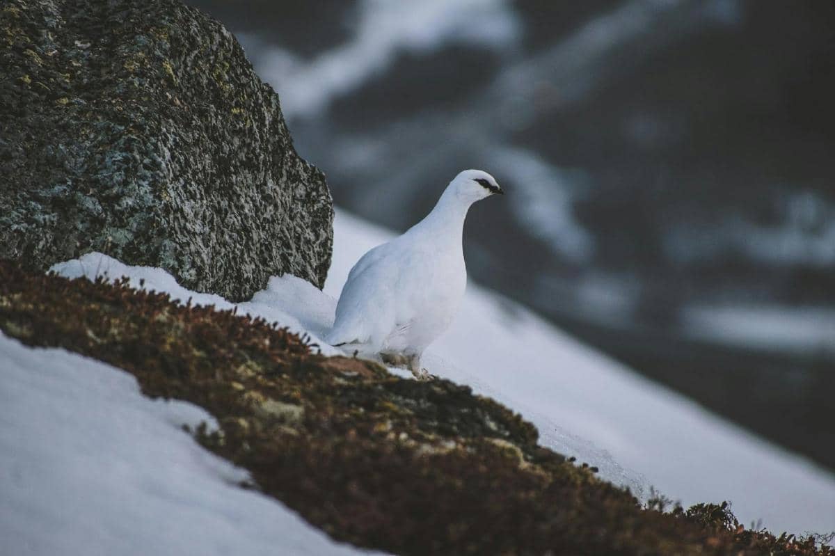 Potret ptarmigan batu