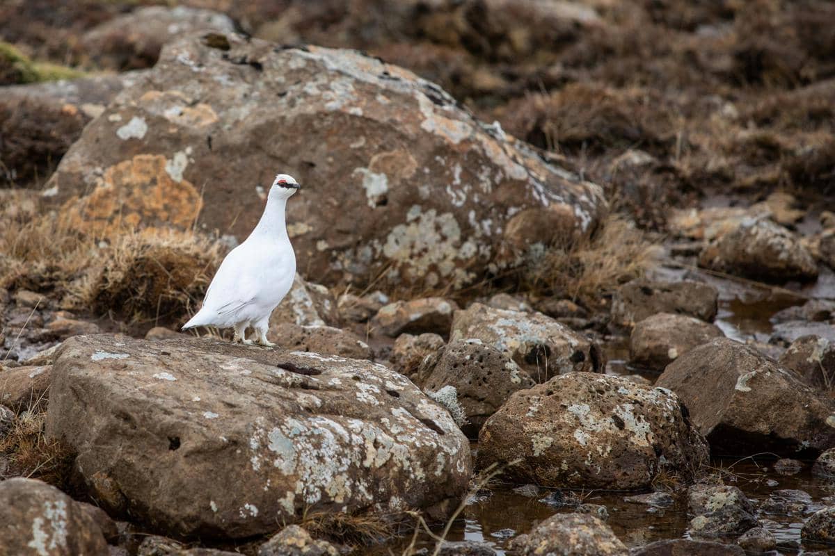 Potret ptarmigan batu