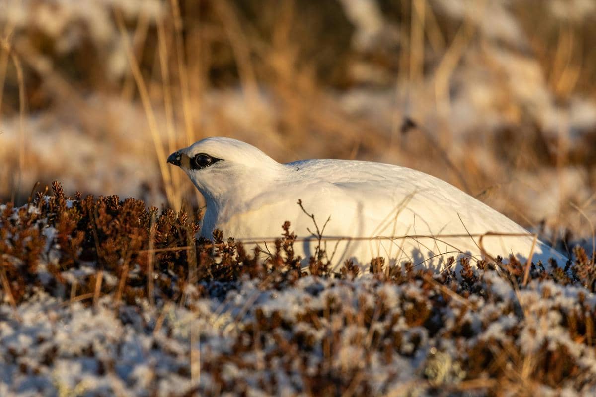 Potret ptarmigan batu