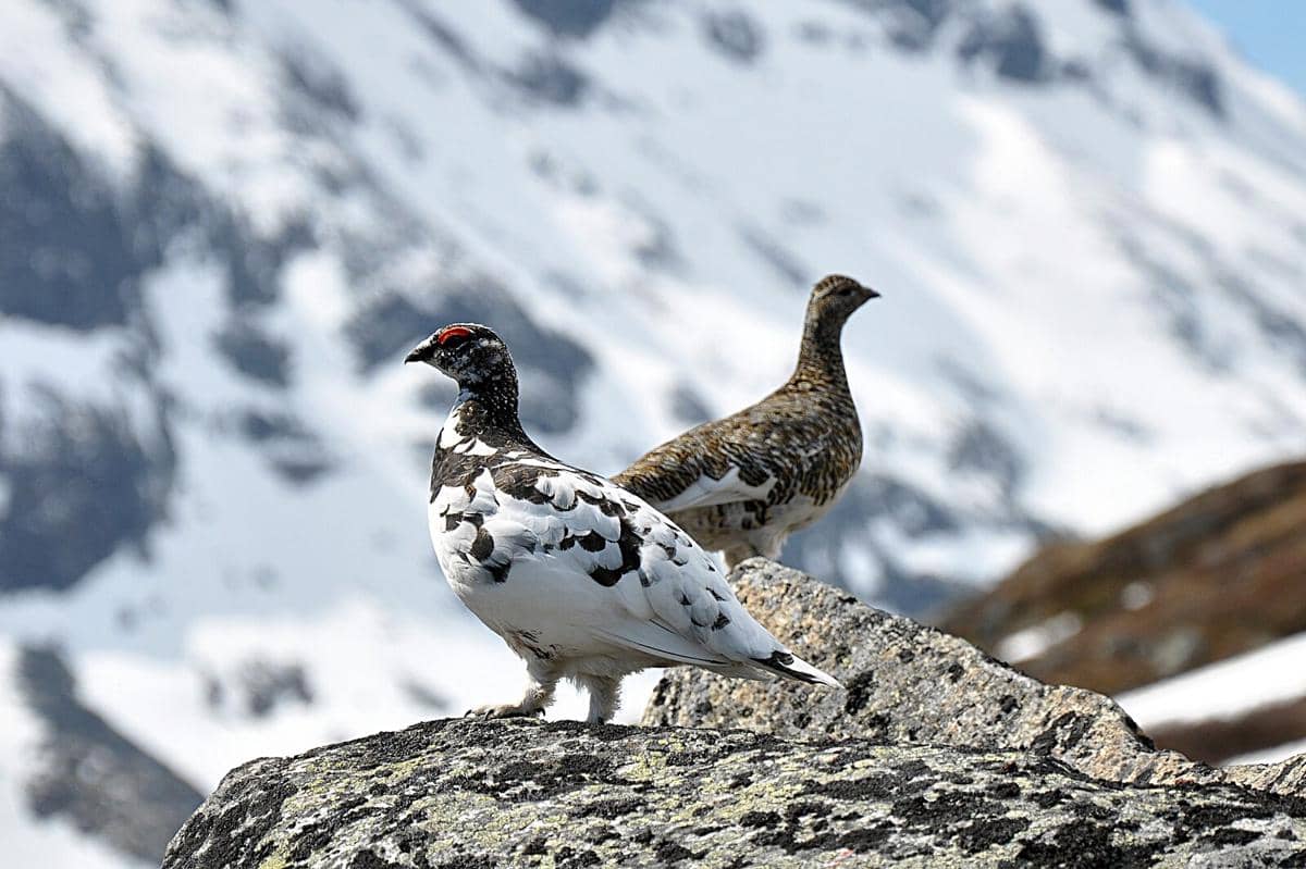 Potret ptarmigan batu