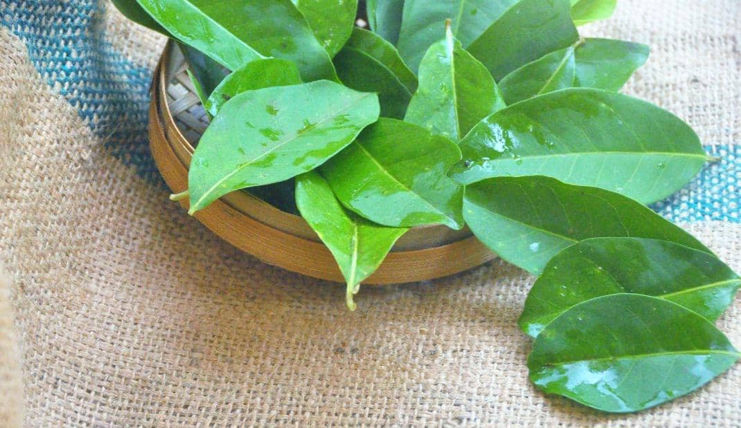 ilustrasi daun jeruk 