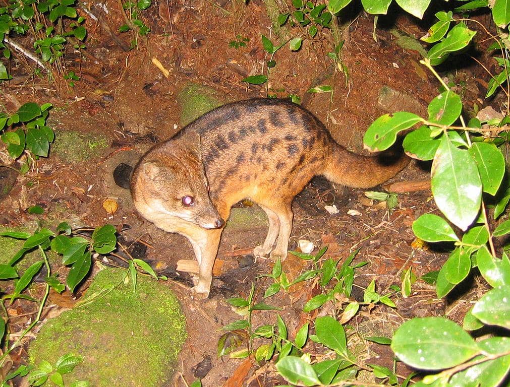 Musang madagaskar