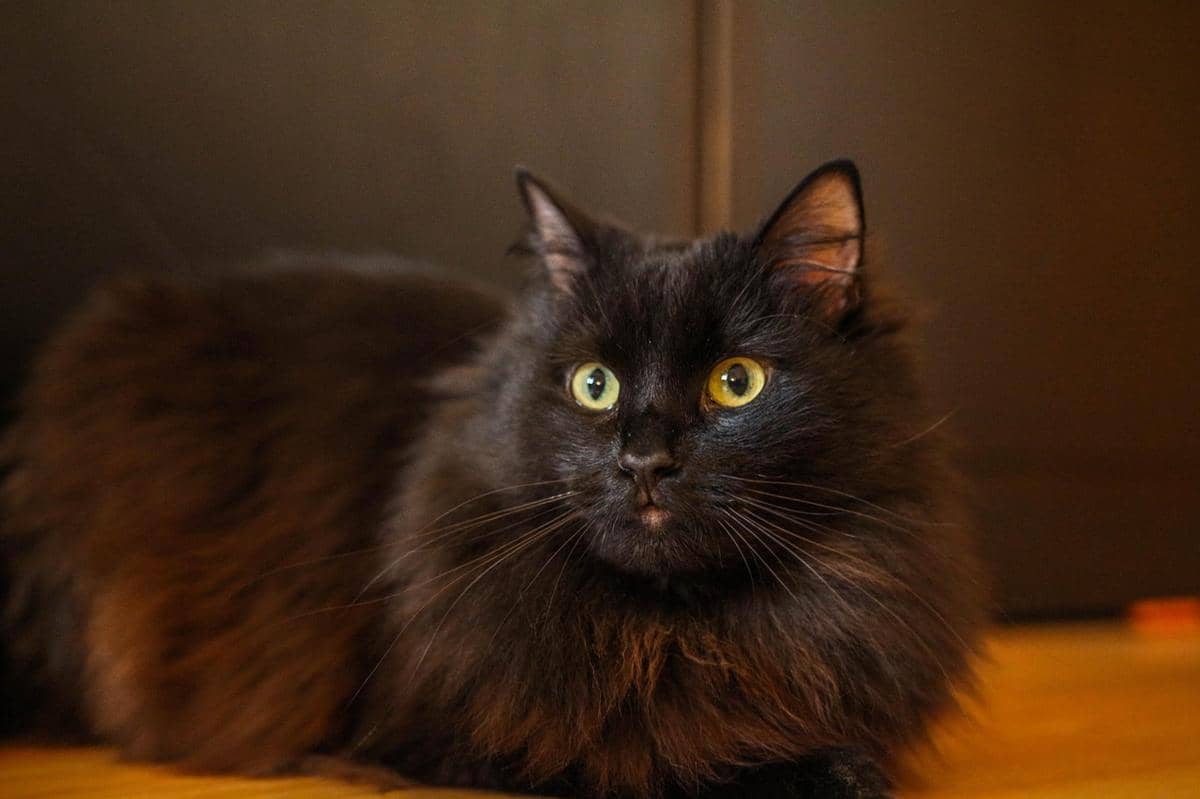 ilustrasi seekor kucing