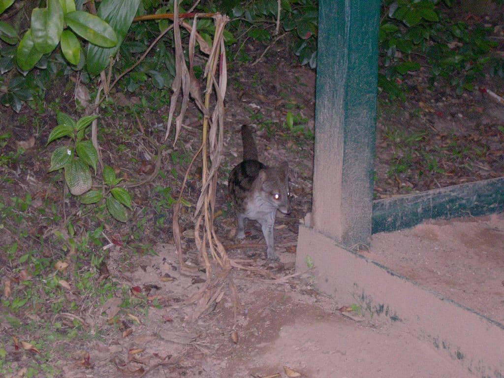 Musang madagaskar